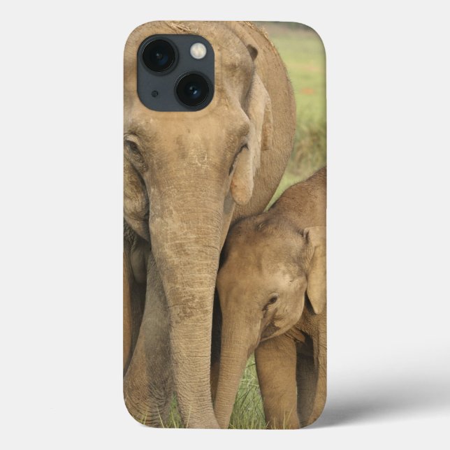 Indisk / Asiatisk Elefant och unge,Corbett (Baksida)