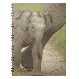 Indisk / Asiatisk elefant och unge,Corbett 2 Anteckningsbok Med Spiral