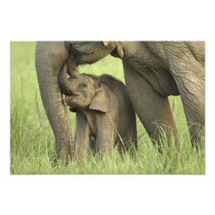 Indisk / Asiatisk elefant och unge,Corbett 2 Fototryck