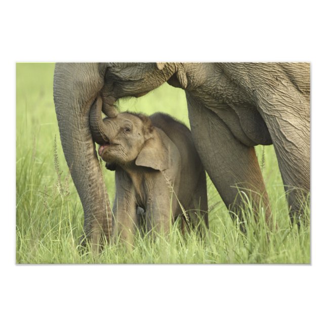 Indisk / Asiatisk elefant och unge,Corbett 2 Fototryck (Framsidan)