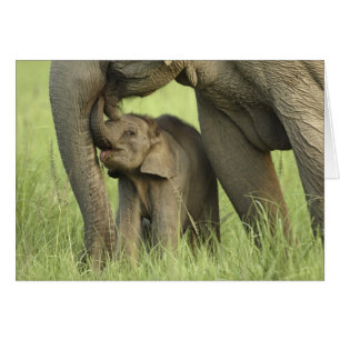 Indisk / Asiatisk elefant och unge,Corbett 2 Hälsningskort