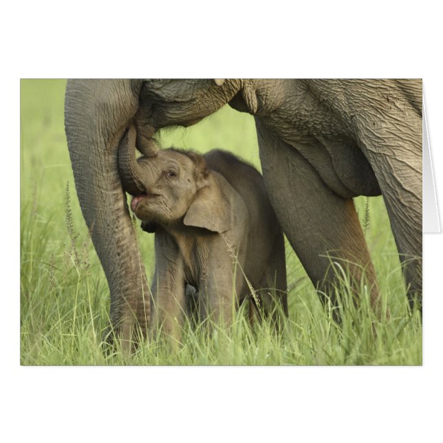 Indisk / Asiatisk elefant och unge,Corbett 2 Hälsningskort (Framsidan Horizontal)