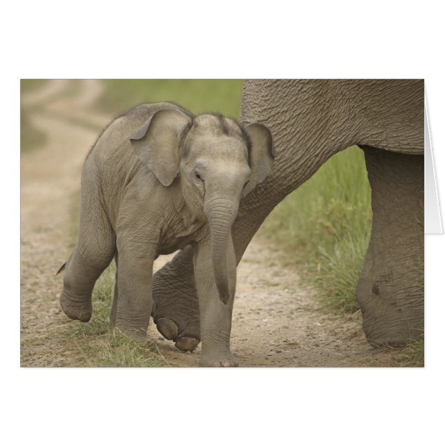 Indisk / Asiatisk elefant och unge,Corbett 2 Hälsningskort (Framsidan Horizontal)