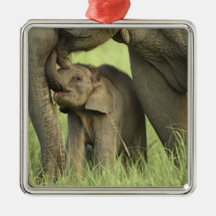 Indisk / Asiatisk elefant och unge, Corbett 2 Julgransprydnad Metall