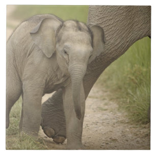 Indisk / Asiatisk Elefant och unge, Corbett 2 Kakelplatta