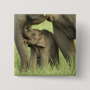 Indisk / Asiatisk elefant och unge, Corbett 2 Knapp