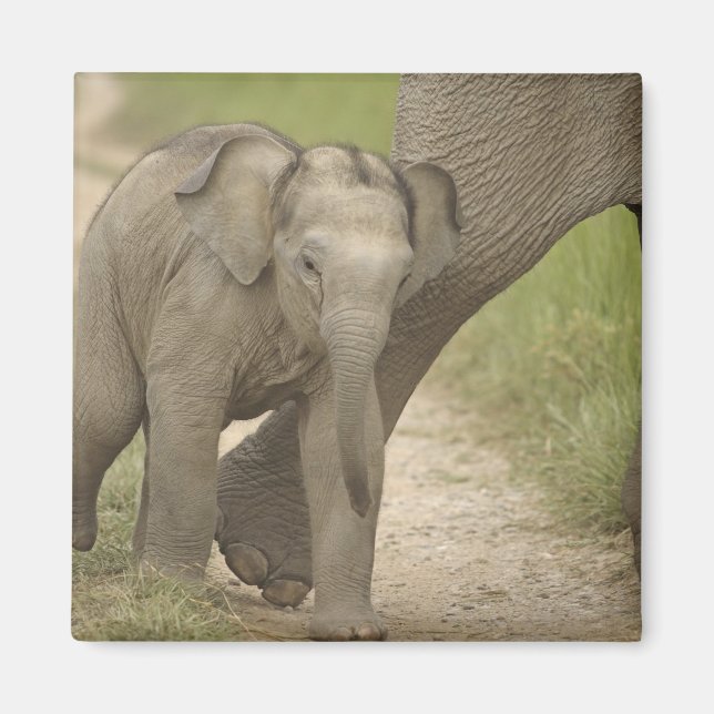 Indisk / Asiatisk elefant och unge, Corbett 2 Magnet (Framsidan)