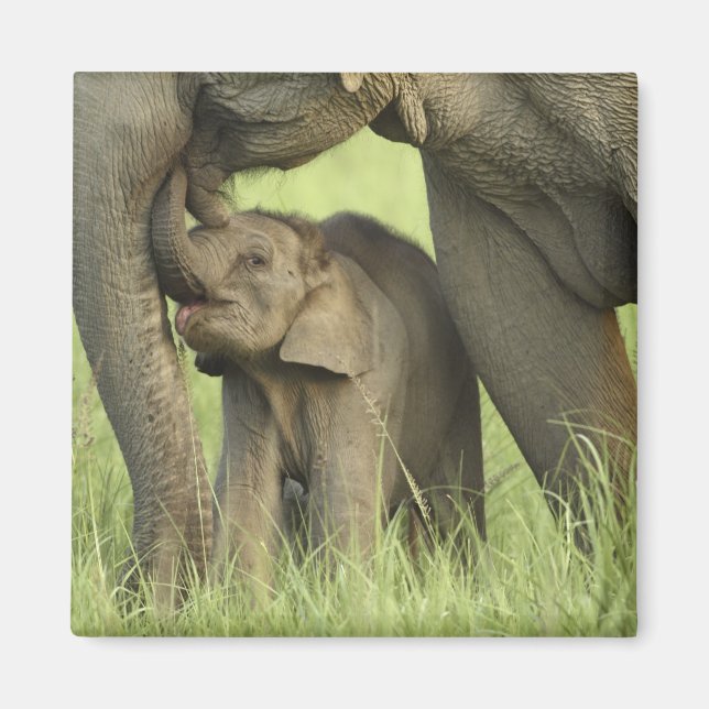 Indisk / Asiatisk elefant och unge,Corbett 2 Magnet (Framsidan)