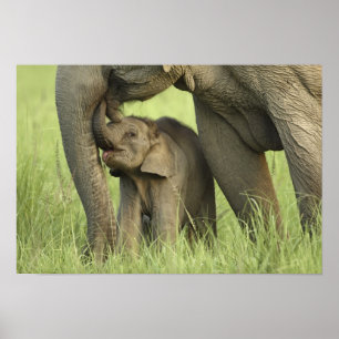 Indisk / Asiatisk elefant och unge,Corbett 2 Poster