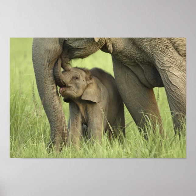 Indisk / Asiatisk elefant och unge,Corbett 2 Poster (Framsidan)
