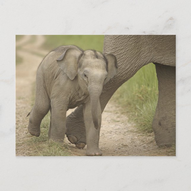 Indisk / Asiatisk elefant och unge,Corbett 2 Vykort (Framsida)