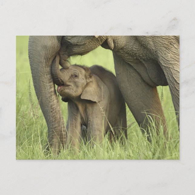 Indisk / Asiatisk Elefant och unge,Corbett 2 Vykort (Framsida)