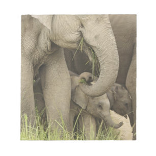 Indisk / Asiatisk elefant och unge,Corbett 3 Anteckningsblock