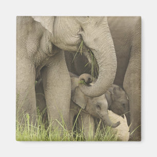 Indisk / Asiatisk elefant och unge,Corbett 3 Magnet