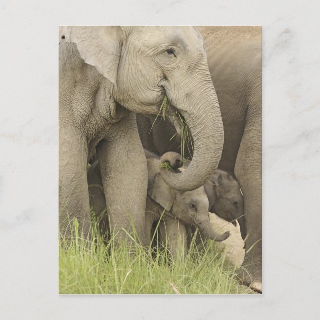 Indisk / Asiatisk elefant och unge,Corbett 3 Vykort (Framsida)