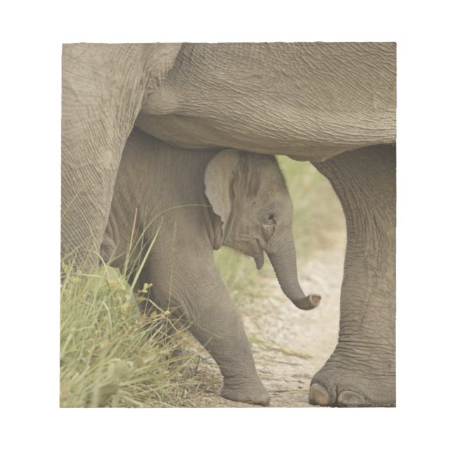 Indisk / Asiatisk Elefant och unge,Corbett Anteckningsblock (Framsida)
