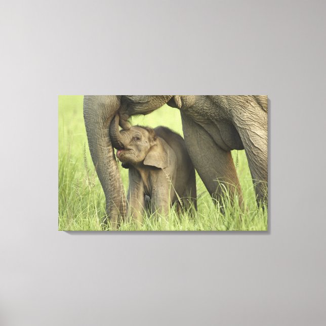 Indisk / Asiatisk Elefant och unge,Corbett Canvastryck (Framsida)
