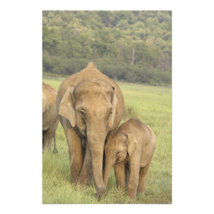 Indisk / Asiatisk elefant och unge,Corbett Fototryck