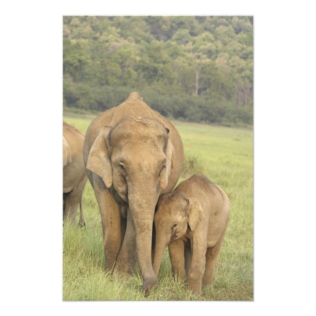 Indisk / Asiatisk elefant och unge,Corbett Fototryck (Framsidan)