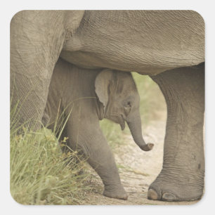Indisk / Asiatisk Elefant och unge,Corbett Fyrkantigt Klistermärke