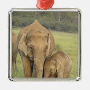 Indisk / Asiatisk Elefant och unge,Corbett Julgransprydnad Metall
