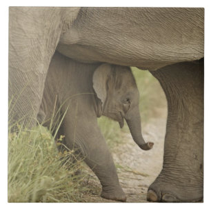Indisk / Asiatisk elefant och unge,Corbett Kakelplatta