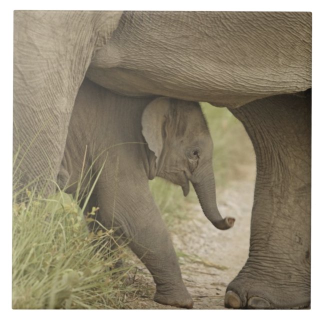 Indisk / Asiatisk elefant och unge,Corbett Kakelplatta (Framsidan)