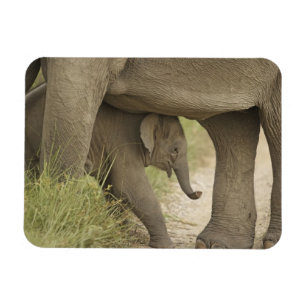 Indisk / Asiatisk Elefant och unge,Corbett Magnet