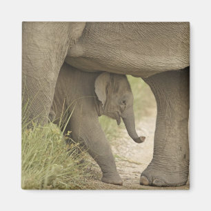 Indisk / Asiatisk elefant och unge,Corbett Magnet