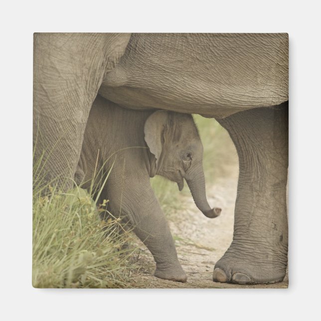 Indisk / Asiatisk elefant och unge,Corbett Magnet (Framsidan)