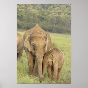 Indisk / Asiatisk elefant och unge,Corbett Poster