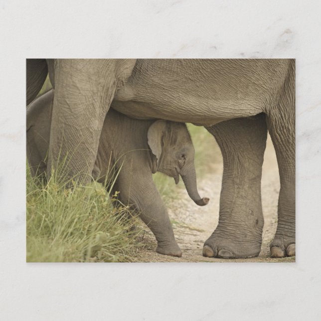 Indisk / Asiatisk Elefant och unge,Corbett Vykort (Framsida)
