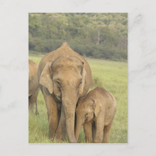 Indisk / Asiatisk Elefant och unge, Corbett Vykort