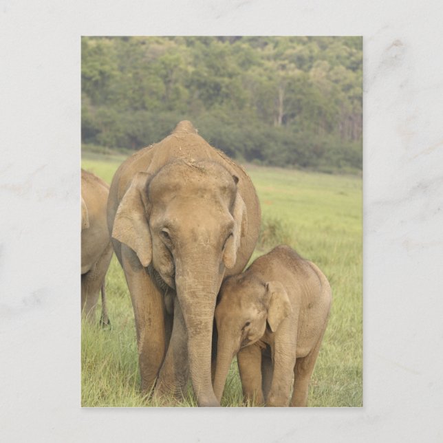 Indisk / Asiatisk Elefant och unge, Corbett Vykort (Framsida)