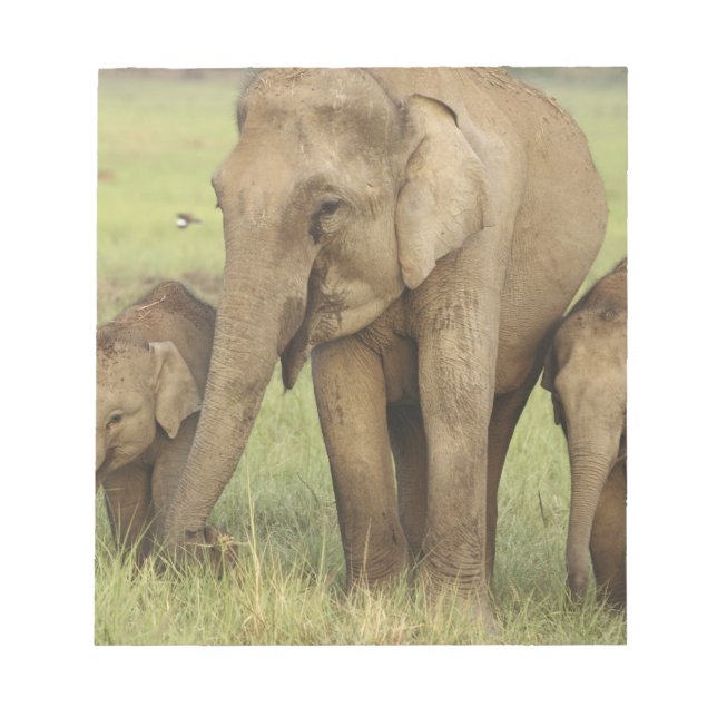 Indisk asiatisk elefant & ungar anteckningsblock (Framsida)