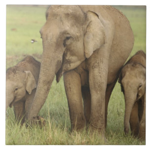 Indisk asiatisk elefant & ungar kakelplatta