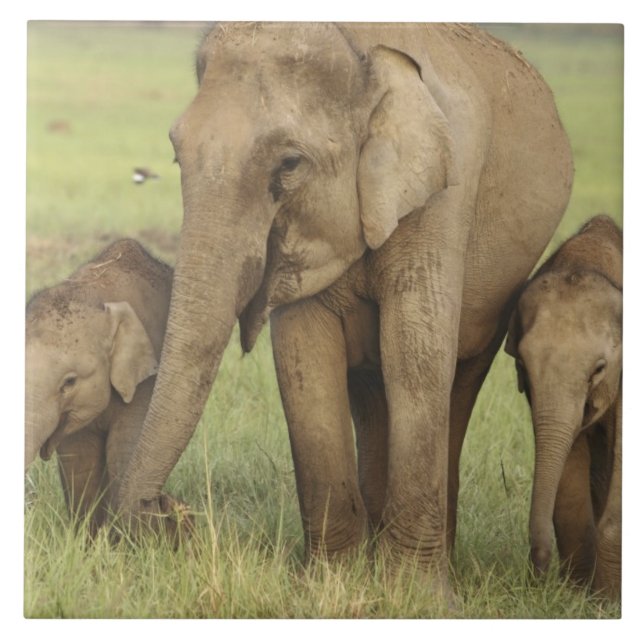 Indisk asiatisk elefant & ungar kakelplatta (Framsidan)