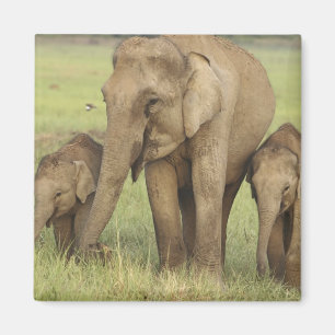Indisk asiatisk elefant & ungar magnet