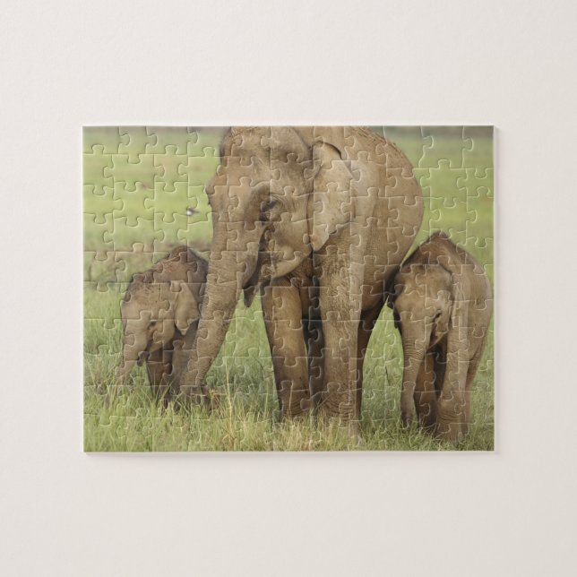 Indisk asiatisk elefant & ungar pussel (Horisontell)