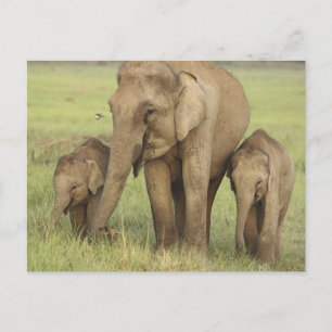 Indisk asiatisk elefant & ungar vykort