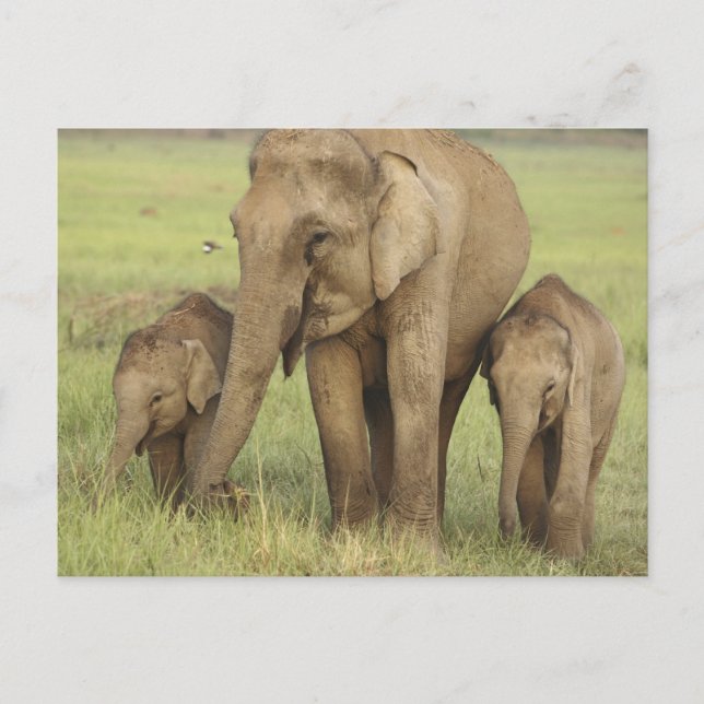 Indisk asiatisk elefant & ungar vykort (Framsida)