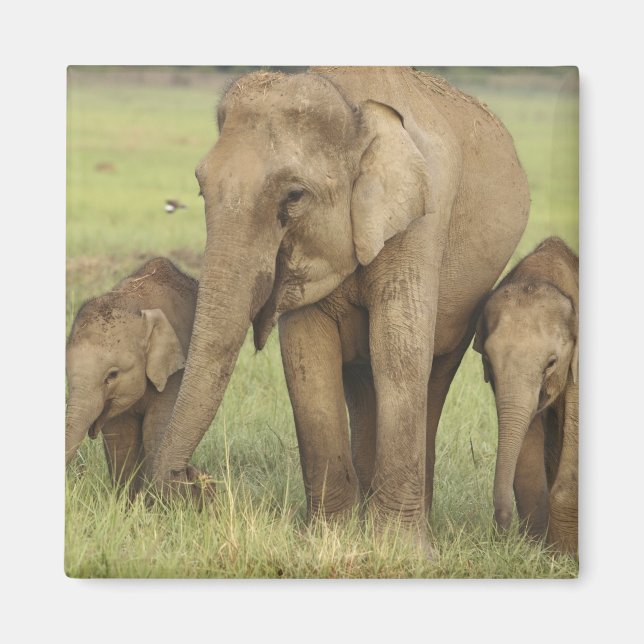 Indisk asiatisk elefant & Young Ones Magnet (Framsidan)