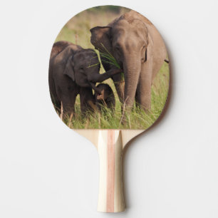 Indisk asiatisk elefantfamilj i savannen pingisracket