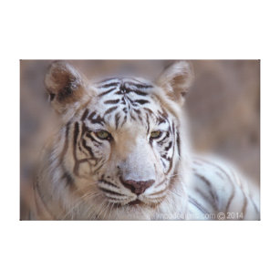 Indisk Tiger Konst u0026 Väggdekor Zazzle.se