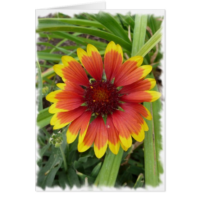 Indisk Blanket Flower Hälsningskort (Framsidan)