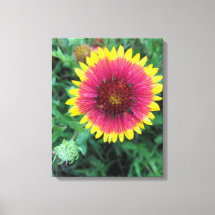 Indisk Blanket Flower Texas Wildblomma Canvastryck