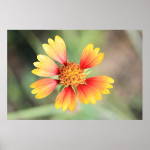 Indisk Blanket Poster