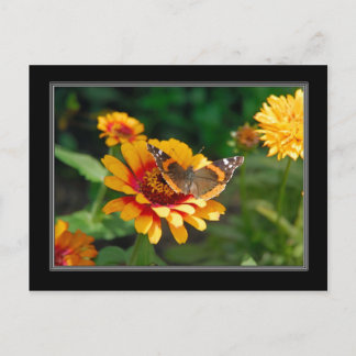 Indisk Blanket Wildblomma och Butterfly-vykort Vykort