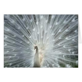 Indisk blåttpåfågel för sällsynt vit OBS kort