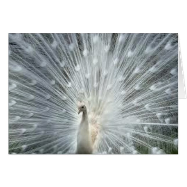 Indisk blåttpåfågel för sällsynt vit OBS kort (Framsidan Horizontal)